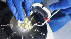 gty_frozen_embryos_thg_120323_wmain